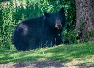 Maratonijooksja võitles Jaapani metsas karuga ja jäi ellu