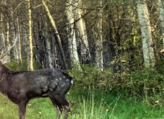 Jahimees: kui tähnikhirv ise koju ei lähe, peame ta välja küttima