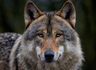 Keskkonnaamet muutis hundijahi korraldust