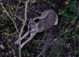 Loodushuviline tabas huvitava hetke: hunt murdis kitse ja valvas oma saaki
