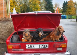 Jahikoerte valdkond vajab ühtset juhtimist ja selgust