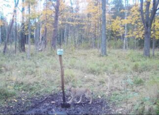 Rajakaamera tabas Audrus soolakut uuriva ilvese