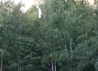 Keskkonnaamet vaidlustab karujahi varajase peatamise