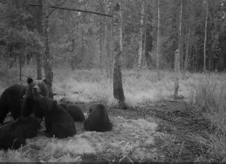 Rajakaamera jäädvustas hetke karudest