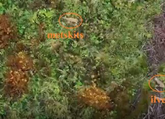 VIDEO: Ilves pidas Pärnumaal kitsele jahti