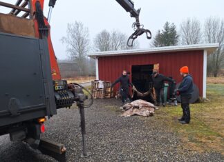Soolatud põdra- ja hirvenahkade kokkuost