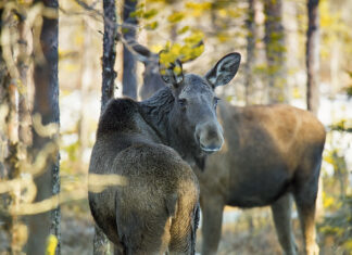 Põdra valiklaskmise soovitused
