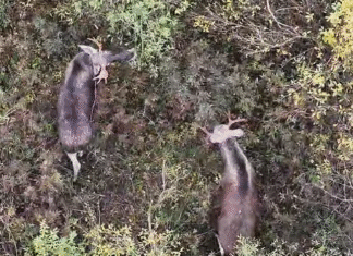 Pärnumaal jäi droonile põdrapullide jõukatsumine