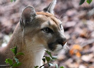 Mis on saanud väidetavast Eestisse ilmunud puumast?