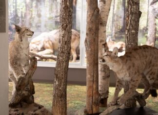 Puuma Tallinnas!? Eesti Loodusmuuseum avas hüpiknäituse puumast ja ilvesest