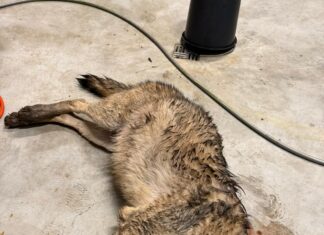 Soomaal kütiti nuhtlusisend