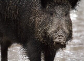 Lugeja kiri: Kas seakatku levik algab metsast või farmist?