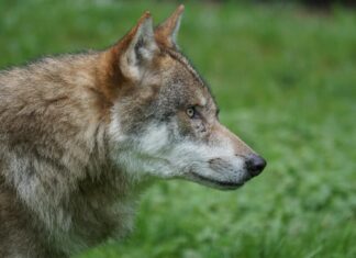 Vene jahimeeste sõtta saatmine on jätnud Soome saamide põhjapõdrad sute hambusse