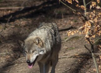 Eriloaga tohib küttida 18 hunti