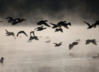 Hukkununa leitud lindudest teavitamine