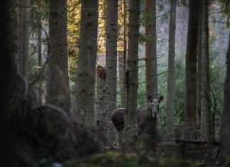 Ülemiste keskuses avati aasta looma näitus