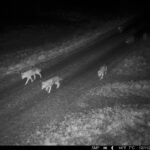 Hundikari jäi rajakaamerasse