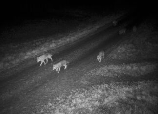 Hundikari jäi rajakaamerasse