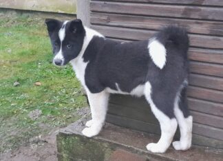 Müüa kolm vene-euroopa laika kutsikat